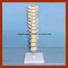 Plastic Life Size Thoracic Vertebra Spinal Column Model